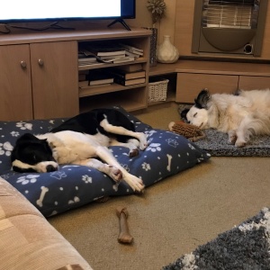 Two dogs lying down in their beds in front of a TV.